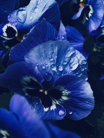 Blue flower on dark background, floral and nature conceptの写真素材