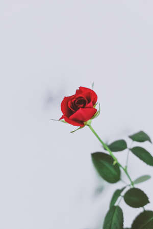 Beautiful red rose flower, floral and holiday conceptの写真素材