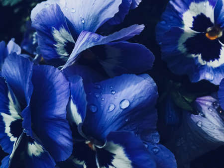 Blue flower on dark background, floral and nature conceptの写真素材