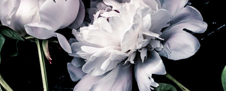Pastel peony flowers as floral art background, botanical flatlay and luxury branding designの写真素材