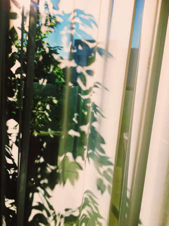 Curtains on window at sunset, furniture and design