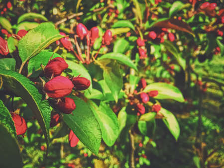 Red berries on tree at sunset in spring, nature and agricultureの写真素材