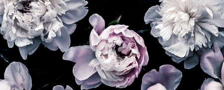 Pastel peony flowers as floral art background, botanical flatlay and luxury branding designの写真素材