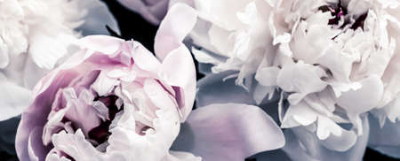 Pastel peony flowers as floral art background, botanical flatlay and luxury branding designの写真素材