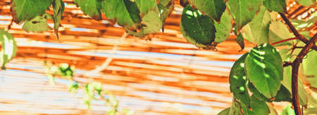 Wooden roof on the beach, nature and designの写真素材
