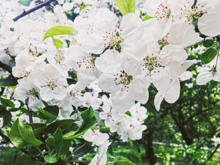 Blooming apple tree flowers in spring garden as beautiful nature landscape, plantation and agriculture sceneryの写真素材