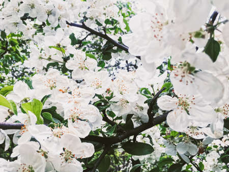 Blooming apple tree flowers in spring garden as beautiful nature landscape, plantation and agriculture sceneryの写真素材