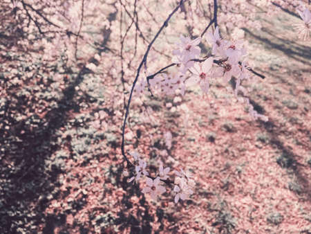 Blooming apple tree flowers in spring as floral background, nature and agriculture