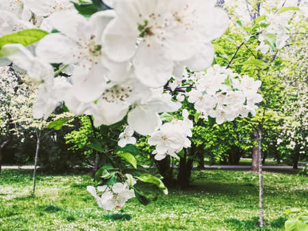 Blooming apple tree flowers in spring garden as beautiful nature landscape, plantation and agriculture sceneryの写真素材