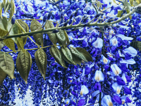 Blue wisteria flowers and leaves in botanical garden as floral background, nature and flowering sceneryの写真素材
