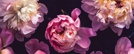 Pink peony flowers as floral art background, botanical flatlay and luxury branding designの写真素材