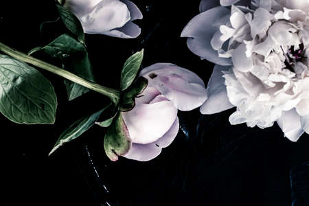 Pastel peony flowers as floral art background, botanical flatlay and luxury branding designの写真素材