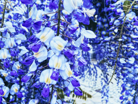 Blue wisteria flowers and leaves in botanical garden as floral background, nature and flowering sceneryの写真素材