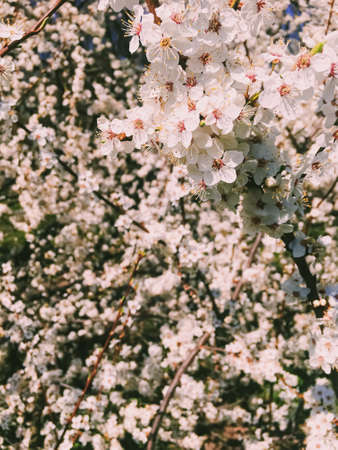 Blooming apple tree flowers in spring as floral background, nature and agriculture