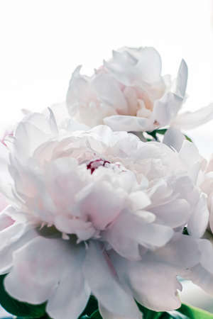 Bouquet of peony flowers as luxury floral background, wedding decoration and event branding designの写真素材