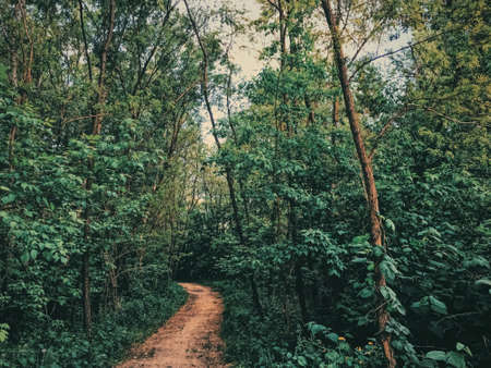 Mystery woods as wilderness landscape, amazing trees in green forest, nature and environment sceneryの写真素材