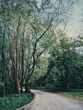 Mystery woods as wilderness landscape, amazing trees in green forest, nature and environment scenery