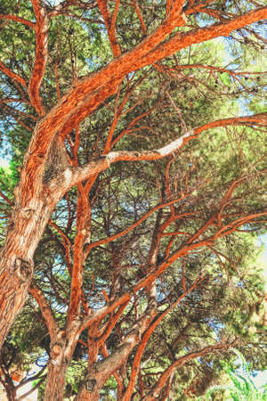 Beautiful trees in southern climate in summer, nature and travelの写真素材