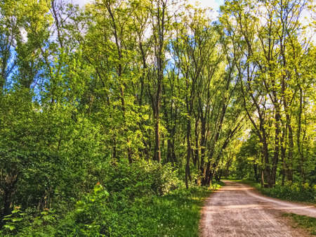 Countryside woods as rural landscape, amazing trees in green forest, nature and environment sceneryの写真素材