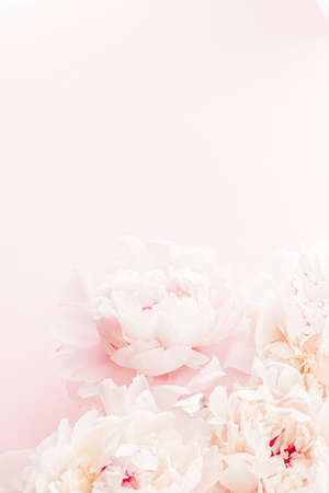 Peony flowers in bloom as floral art on pink background, wedding flatlay and luxury branding designの写真素材