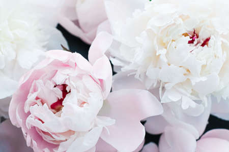 Blooming peony flowers as floral art background, botanical flatlay and luxury branding designの写真素材