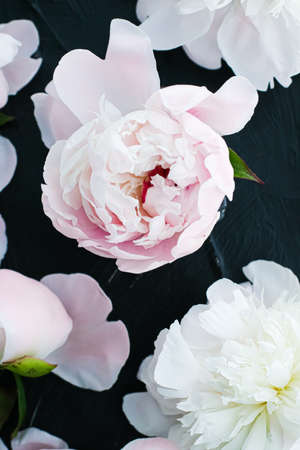 Blooming peony flowers as floral art background, botanical flatlay and luxury branding designの写真素材