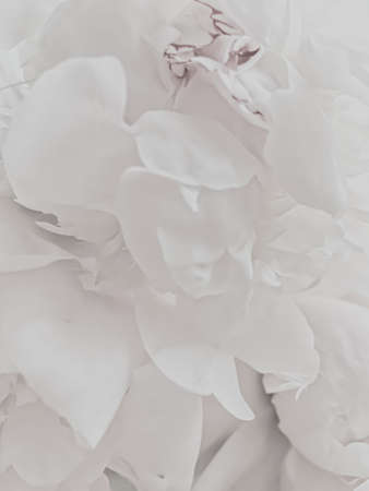 White peony flower as abstract floral background for holiday branding designの写真素材