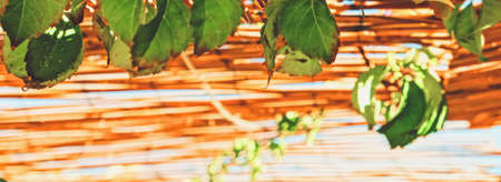 Wooden roof on the beach, nature and designの写真素材