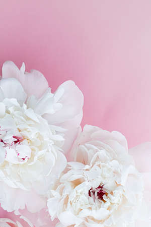 White peony flowers as floral art on pink background, wedding flatlay and luxury branding designの写真素材