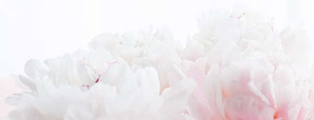 White peony flowers as floral art on pink background, wedding flatlay and luxury branding designの写真素材