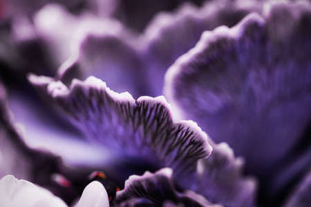 Flora, branding and love concept - Purple carnation flower in bloom, abstract floral blossom art...