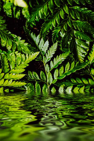 Tropical plant leaves and water in garden as botanical background, nature and environment closeup
