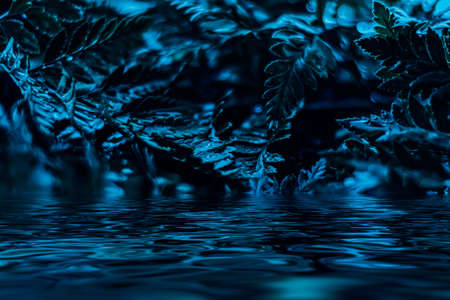 Blue plant leaves and water at night as surreal botanical background, minimal design backdropの写真素材
