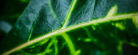 Botany, branding and print concept - Tropical garden nature background, plant foliage texture as...
