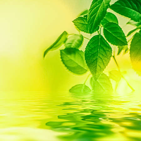 Green leaves and spring water, eco nature and bio energy background designの写真素材