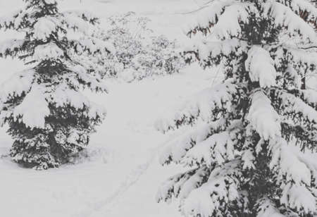 Trees covered with snow in winter, Christmas time