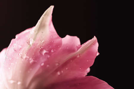 Beautiful pink flower with dew drops, floral beauty closeup