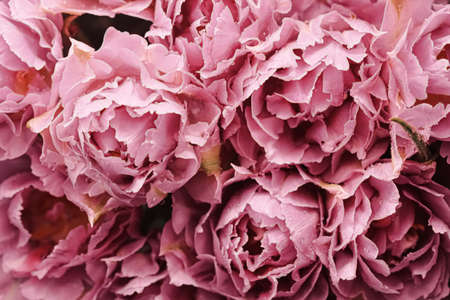 Beautiful flowers as spring holiday background and floral flatlay conceptの写真素材