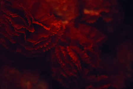 Dark red flowers as floral decoration for wedding and flower shop decorの写真素材