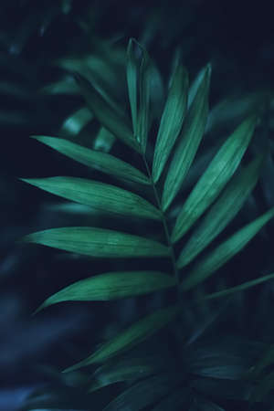 Exotic palm tree leaves, green nature and summer holiday