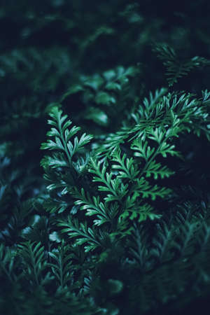 Exotic plant leaves at night as nature background