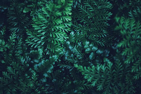 Exotic plant leaves at night as nature backgroundの写真素材
