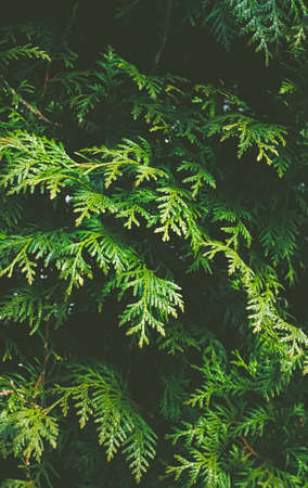 Thuja shrub wall as plant texture and nature backgroundの写真素材
