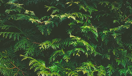 Thuja shrub wall as plant texture and nature backgroundの写真素材