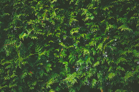Thuja shrub wall as plant texture and nature backgroundの写真素材