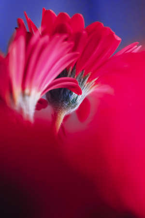 Pink daisy flowers on blue background, floral backdrop and beauty in natureの写真素材