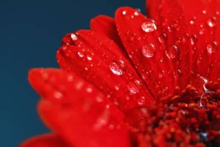 Red daisy flower petals and morning dew drops, floral background and beauty in natureの写真素材