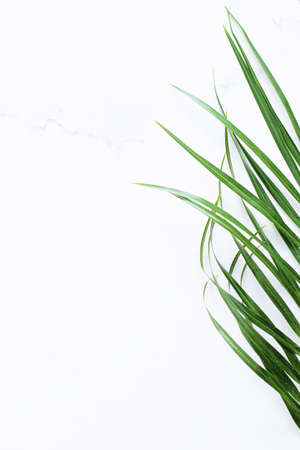 Green exotic leaf on white marble background, luxury branding flat lay and brand identity design for...