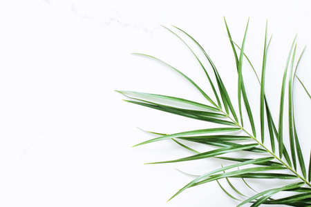 Green exotic leaf on white marble background, luxury branding flat lay and brand identity design for...