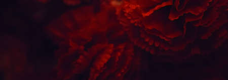 Dark red flowers as floral decoration for wedding and flower shop decorの写真素材